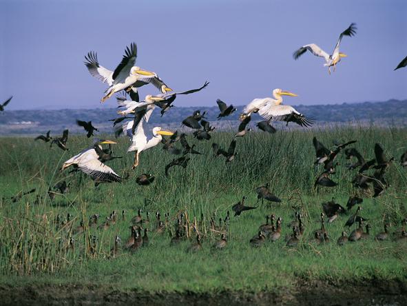 Hluhluwe Lodge - Birdlife 